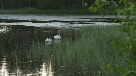 Whooper swans on a summer evening Stock Footage 219039549