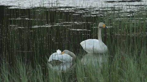 Whooper swans on a summer evening Stock Footage 219040473