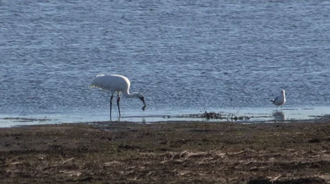 Whooping Crane eats a fresh caught fish while a seagull waits for leftovers Stock Footage 56739651