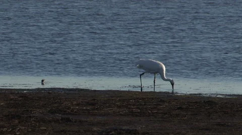 Whooping Crane Feeding in a Pond Stock Footage 56739137