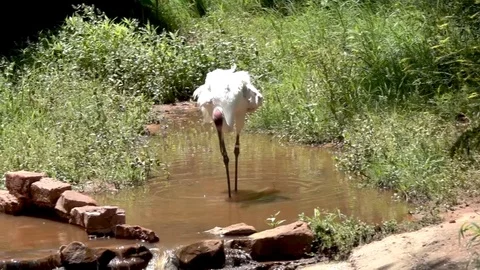 Whooping Crane Stock Footage 108511986