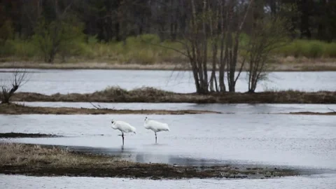 WHOOPING CRANE MATING DANCE Stock Footage 155746221