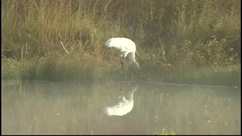 Whooping Crane on Misty Pond Stock Footage 293855879