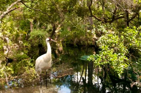 Whooping Crane Stock Photos