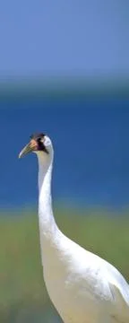 Whooping crane Stock Photos