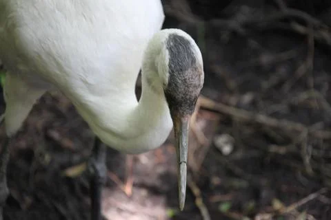 Whooping crane Stock Photos