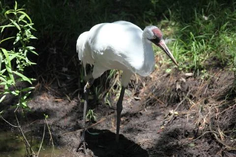 Whooping crane Stock Photos