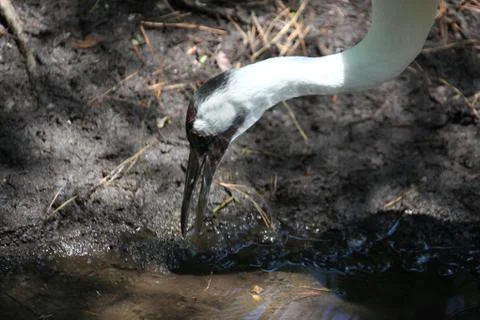 Whooping crane Stock Photos
