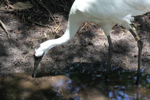 Whooping crane Stock Photos