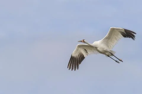 Whooping Crane Stock Photos