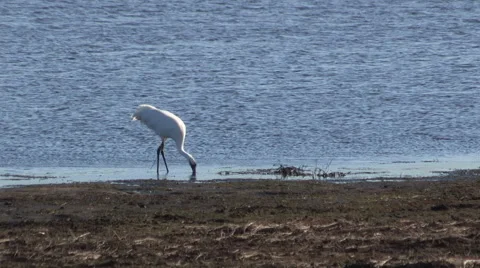 Whooping Crane trying to breakup a fresh caught fish Stock Footage 56739611