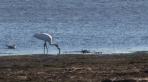 Whooping Crane trying to breakup a fresh caught fish with Seagull in Background Stock Footage 56739642