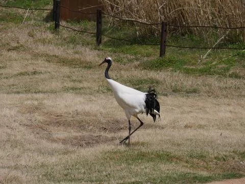 Whooping crane walking in a grassy patch at a park Foto stock