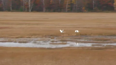 Whooping Cranes in Flight Stock Footage 69055586