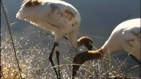 Whooping Cranes Stock Footage 293855883