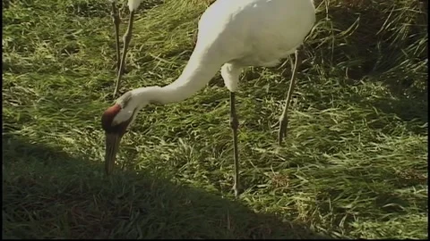 Whooping Cranes Stock Footage 293855968