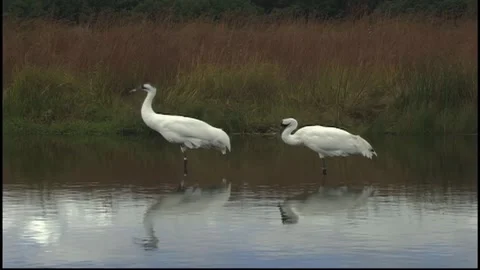 Whooping Cranes Stock Footage 293856010