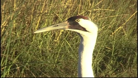Whooping Cranes Stock Footage 293856015