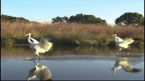 Whooping Cranes Stock Footage 293856024