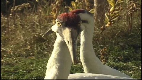 Whooping Cranes Stock Footage 293856044