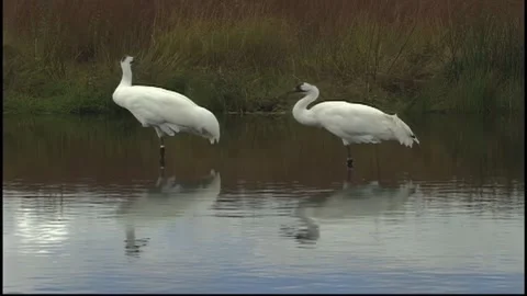 Whooping Cranes Stock Footage 293856051
