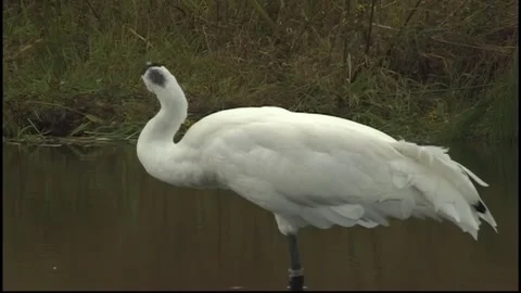 Whooping Cranes Stock Footage 293856075