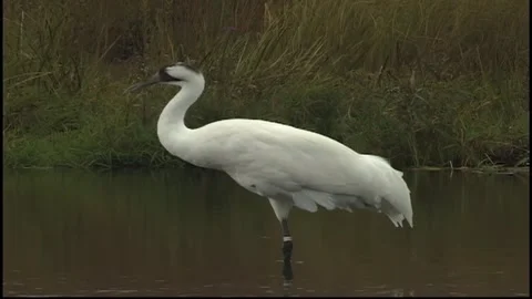 Whooping Cranes Stock Footage 293856078