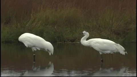 Whooping Cranes Stock Footage 293856088
