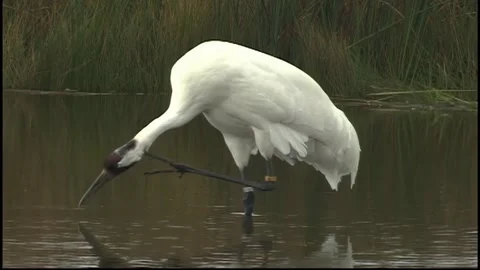 Whooping Cranes Stock Footage 293856099