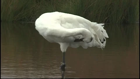 Whooping Cranes Video stock 293856124