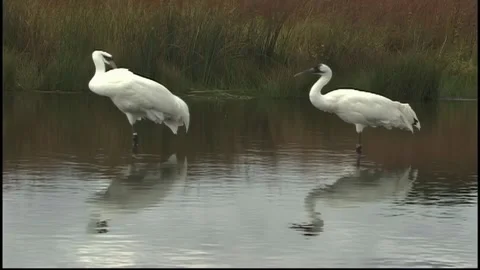 Whooping Cranes Stock Footage 293856127