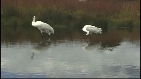 Whooping Cranes Stock Footage 293856138