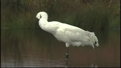 Whooping Cranes Stock Footage 293856156