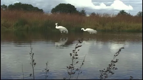 Whooping Cranes Stock Footage 293856158