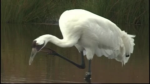 Whooping Cranes Stock Footage 293856163