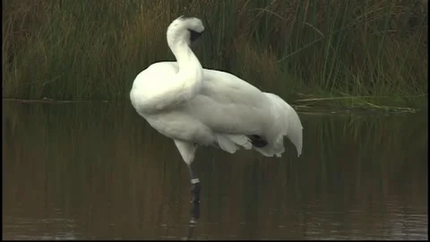 Whooping Cranes Stock Footage 293856164