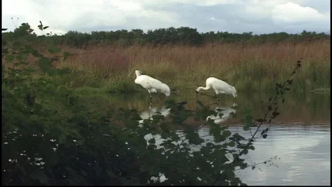 Whooping Cranes Stock Footage 293856188