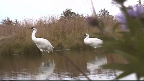 Whooping Cranes Stock Footage 293856195