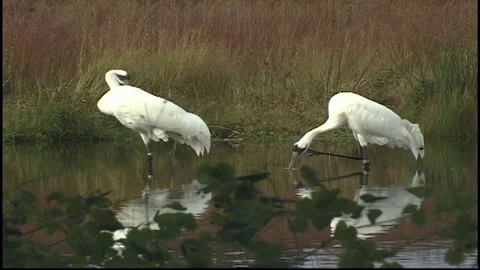 Whooping Cranes Stock Footage 293856196