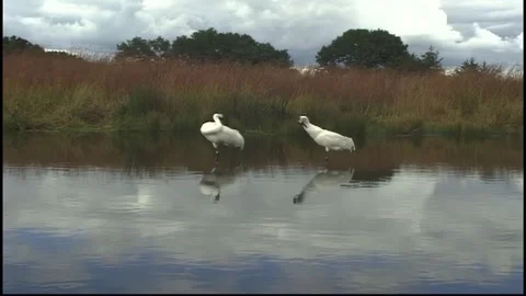 Whooping Cranes Stock Footage 293856197