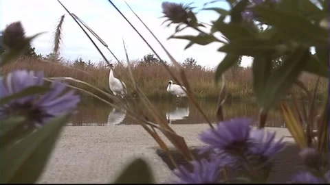 Whooping Cranes Stock Footage 293856216