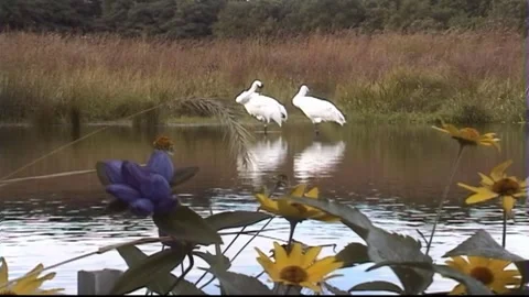 Whooping Cranes Stock Footage 293856224