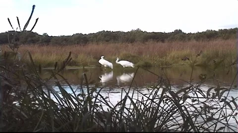 Whooping Cranes Stock Footage 293856226