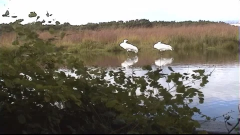 Whooping Cranes Stock Footage 293856236
