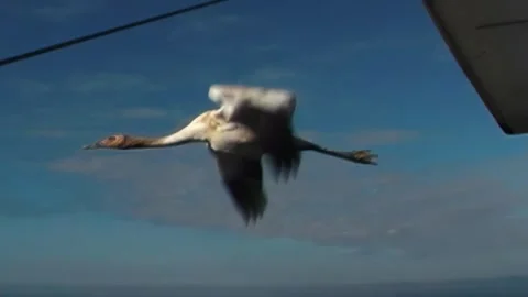 Whooping Cranes Stock Footage 293856237