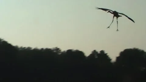 Whooping Cranes Stock Footage 293856258