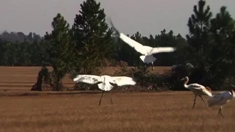 Whooping Cranes Stock Footage 293856261