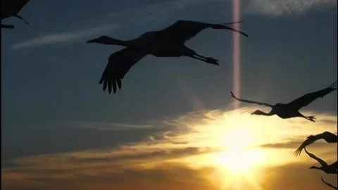 Whooping Cranes Stock Footage 293856271