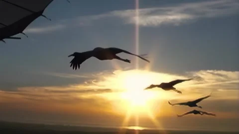 Whooping Cranes Stock Footage 293856282