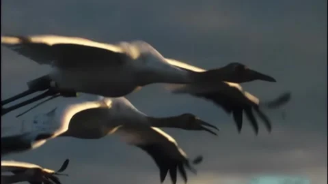 Whooping Cranes Stock Footage 293856285
